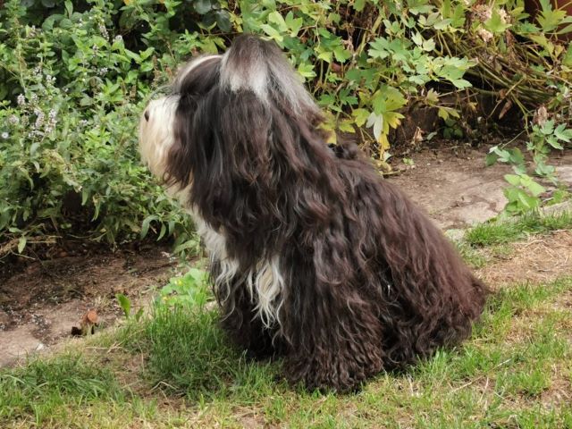 Mihu im Garten