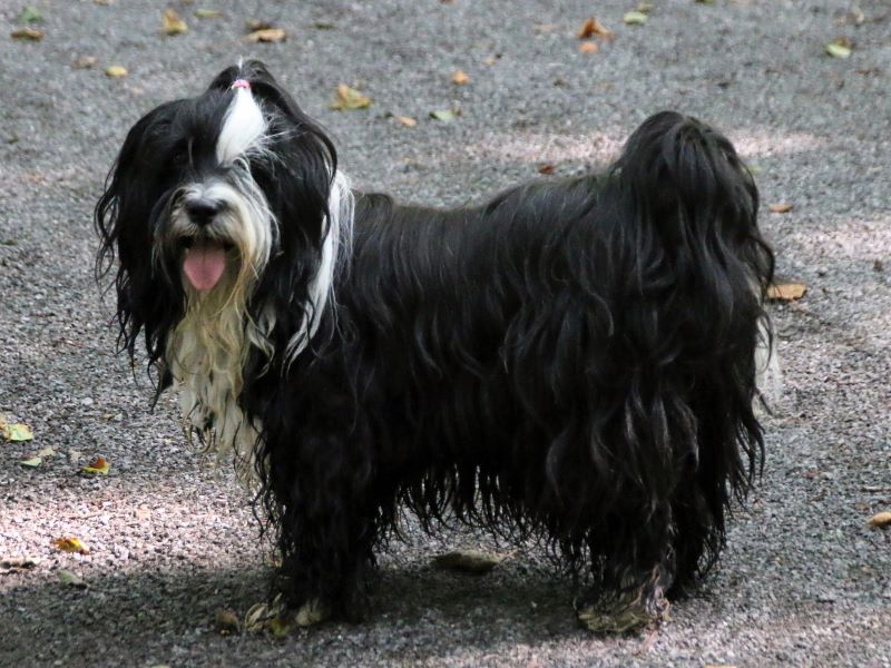 Lisha nach der Pfoten-Abkühlung