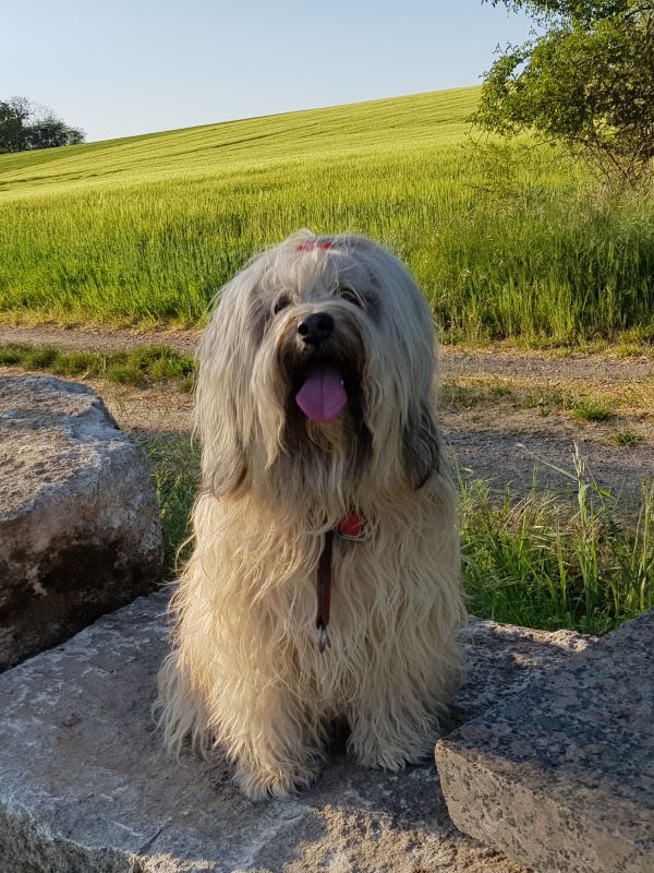 Abendspaziergang mit Fiona