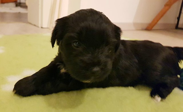 Sam