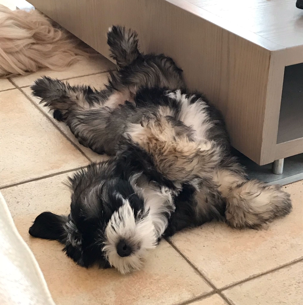 Teemu mit 14 Wochen