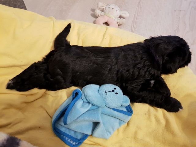 Jobi