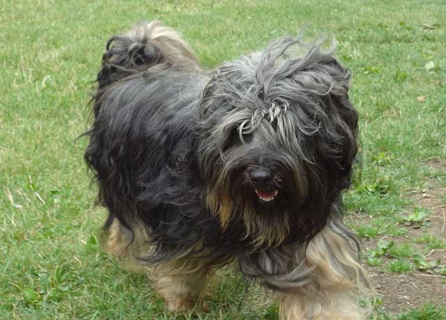 Brisgo