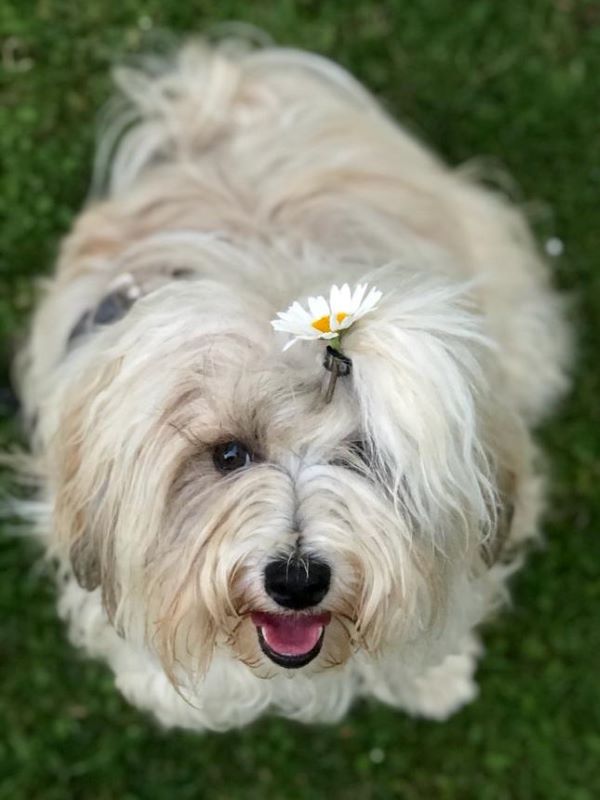 Ida