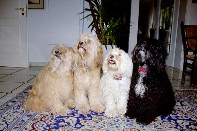 Luna mit Family: v.l. Indra, Bya-ra, Lund und Bhayani