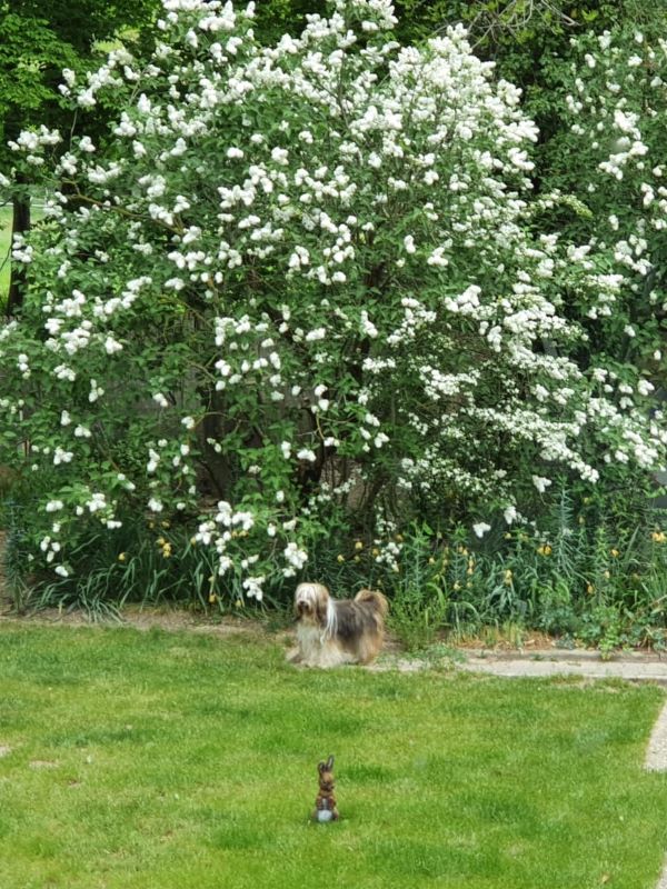 Endlich hat Milka den Osterhasen gefunden!