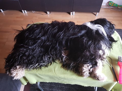 Lisha auf dem Kämmtisch