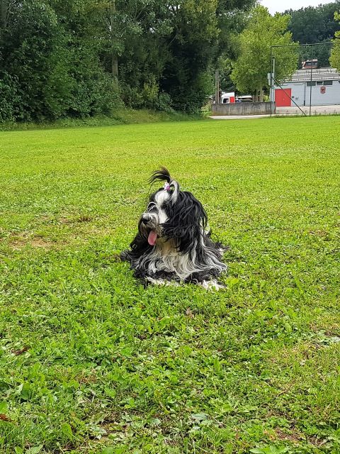 Lisha ganz abgekämpft, alle Hunde die da waren ihre Kinder - außer Mihu ;-)