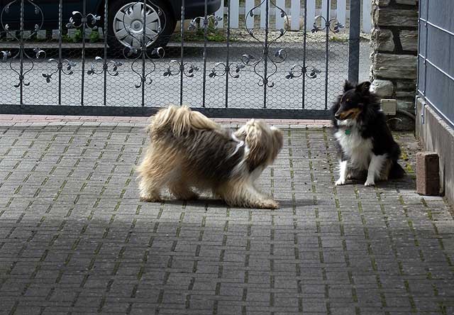 Milka und Angel