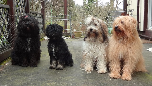 Kar-mi, Yeshi, Milka und Bya-ra - 17.3.14