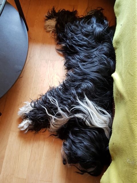 Lisha schläft viel, sie erholt sich