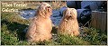 Tibet-Terrier-Galerien