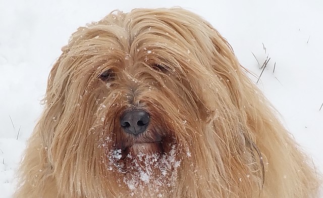 Bya-ra mit Schneebart