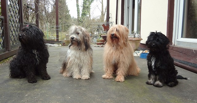 Kar-mi, Milka, Bya-ra und Yeshi - 17.3.14