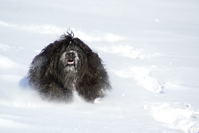 Tibet-Terrier Yeshi im Schnee im Dezember 2014