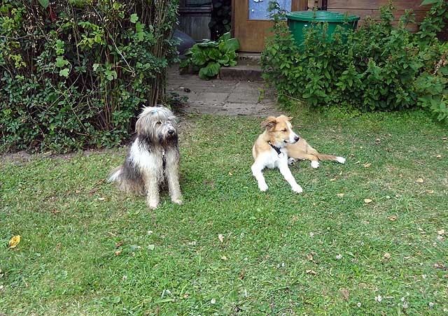 Milka und Dobby