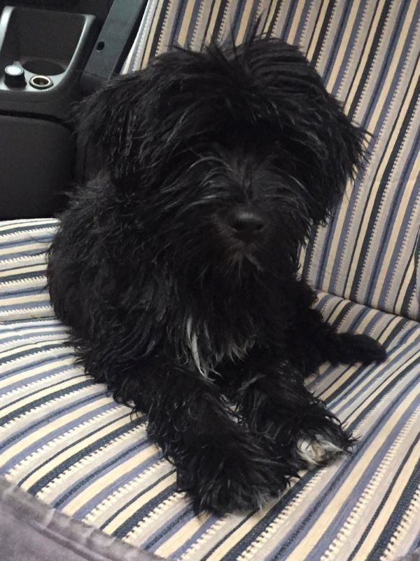 Pepper (J-Wurf 2019) nach Spaziergang im Regen