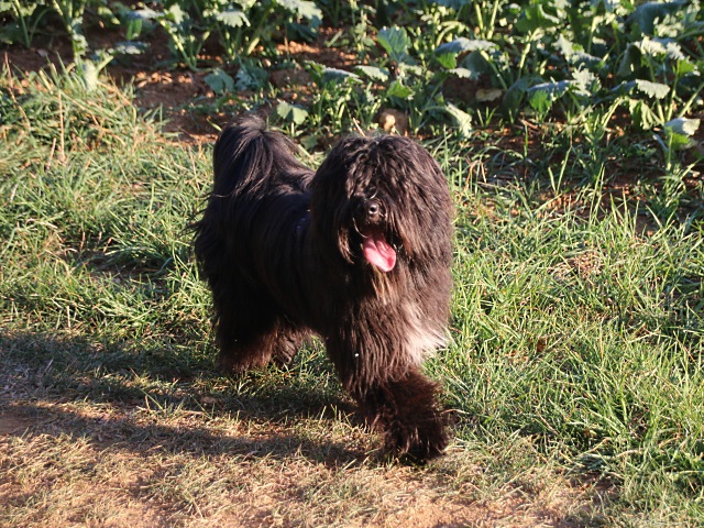 Sam