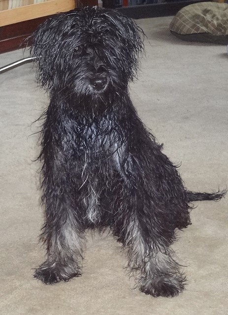 Nasser Hund - Yeshi April 2014