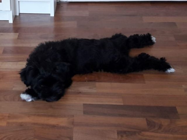 Mia (J-Wurf 2019) ganz entspannt