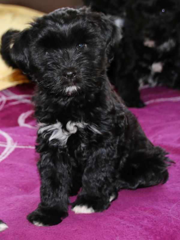 Pepper
