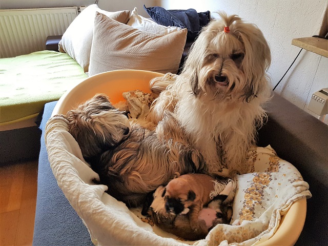 Fiona mit Nichte und Mini-Töchtern - 07/2018 