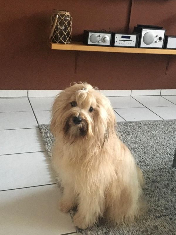 Shani (1 J.) frisch aufgehübscht ♥