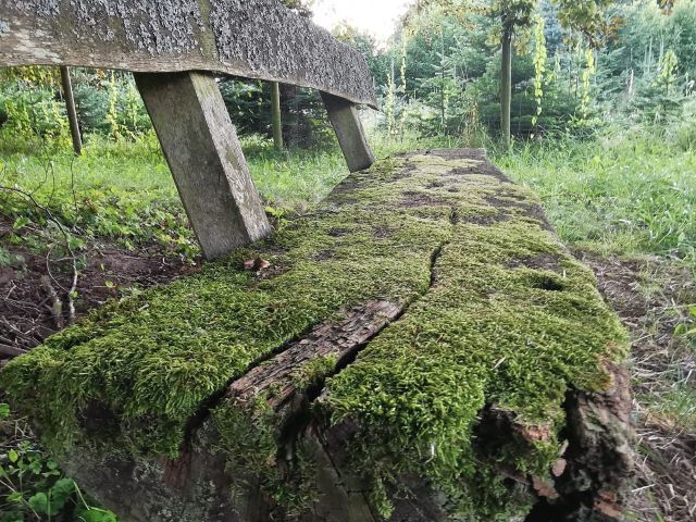 Waldspaziergänge