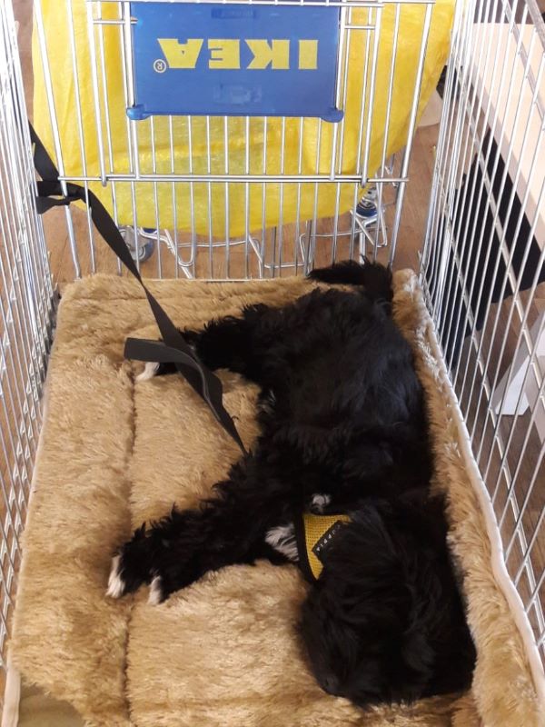 Mia (J-Wurf 2019) findet Ikea zum Schlafen langweilig!