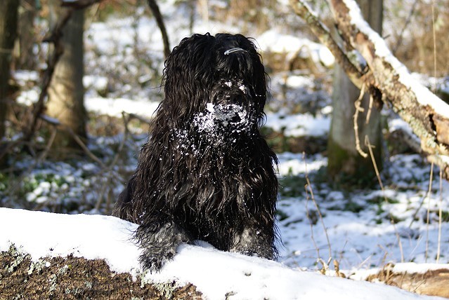 Tibet-Terrier Rüde Yeshi im Januar 2015