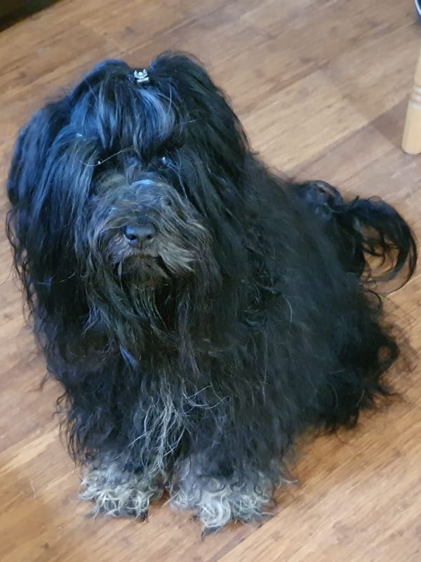 Die Bilder Des Monats Tibet Terrier Liebhaber Zucht Srinagar Danda