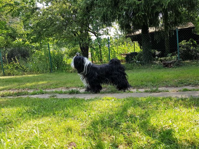 Lisha natürlich immer dabei, beim Tierarzt und im Garten!