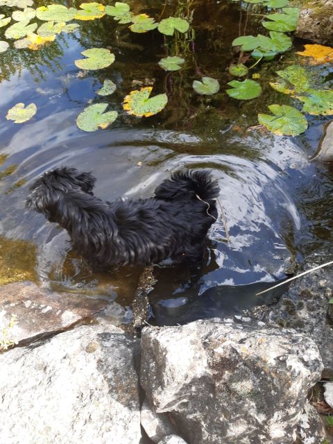 Jinpa (J-Wurf 2019) ist jedenfalls nicht wasserscheu