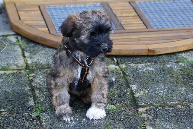 Femi - 11 Wochen alt - in der Hundeschule