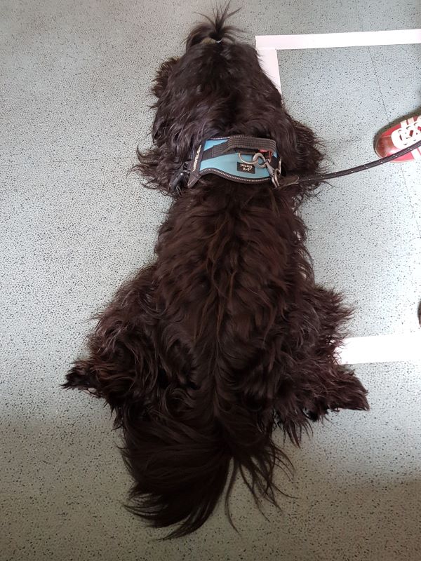 Pepper findet Warten total langweilig!