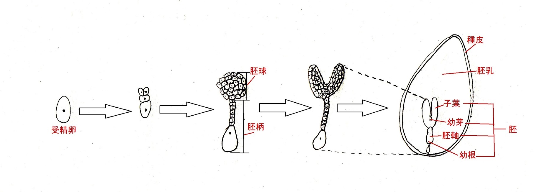 種子の発芽と休眠にかかわる植物生理 変わり種工房 Kawaridane Kobo Tuat ページ