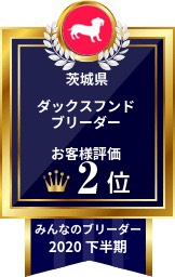 2020下半期　茨城県ミニチュアダックスブリーダー　お客様評価第2位