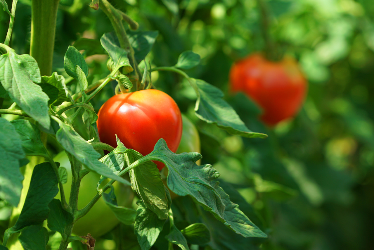 トマトの名前は、「やまのえくぼトマト」 - やさい畑 i-make