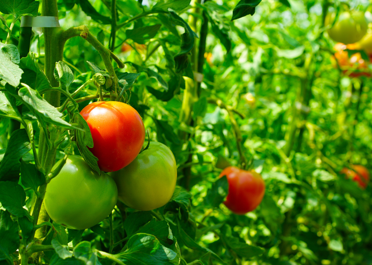 トマトの名前は、「やまのえくぼトマト」 - やさい畑 i-make