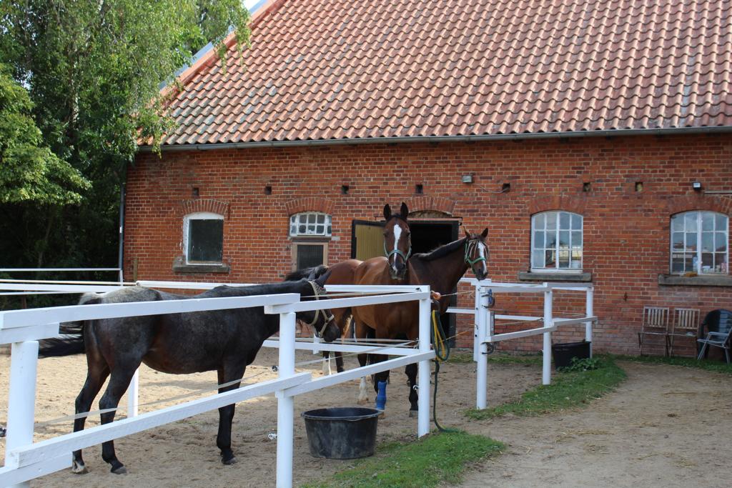 Auf den kleineren Paddocks fühlen sich die Pferde wohl