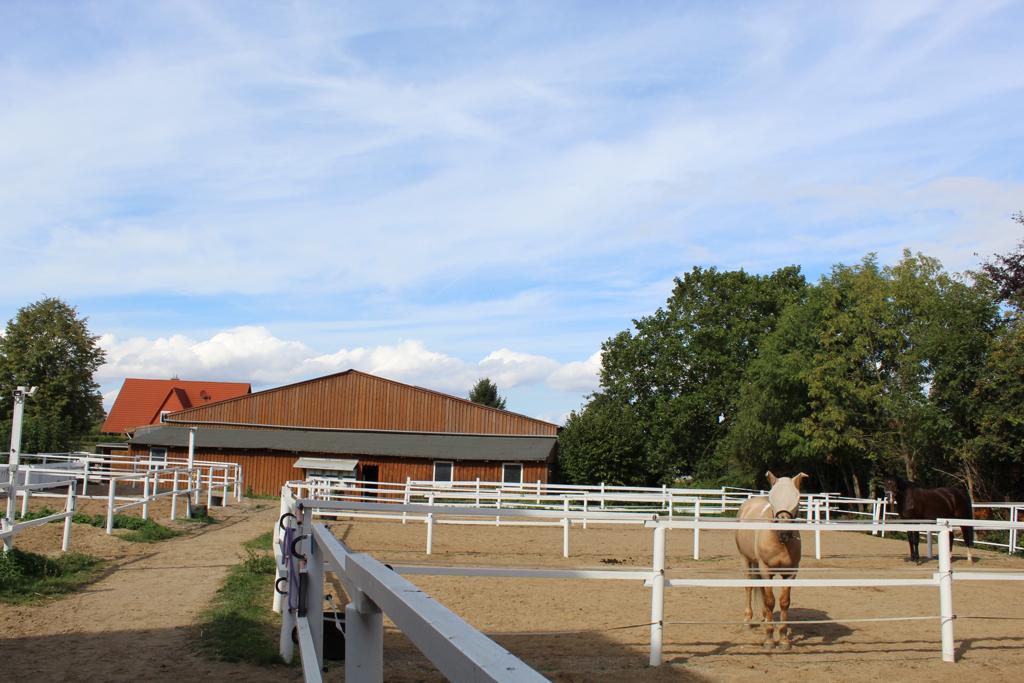  Paddocks mit Blick auf dei Reithalle