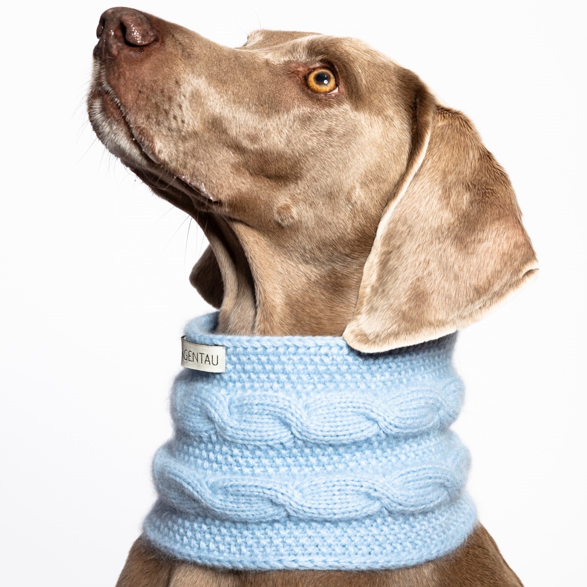 Weimaraner clothes hot sale