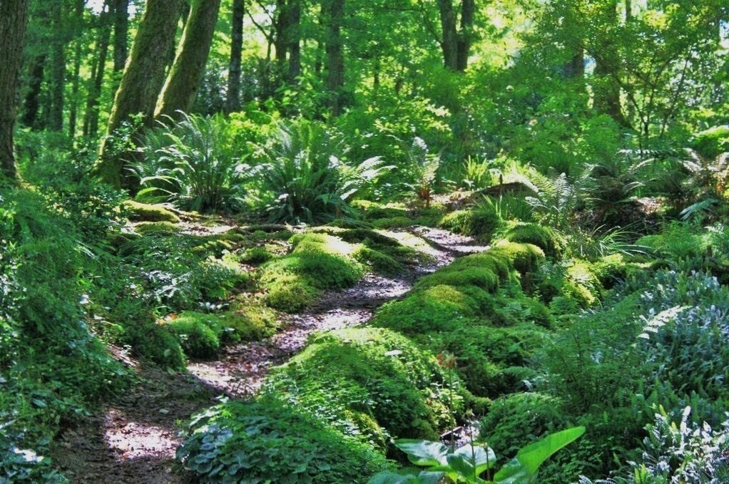 Val_maubrune_16- deambulation mousse-fougeres