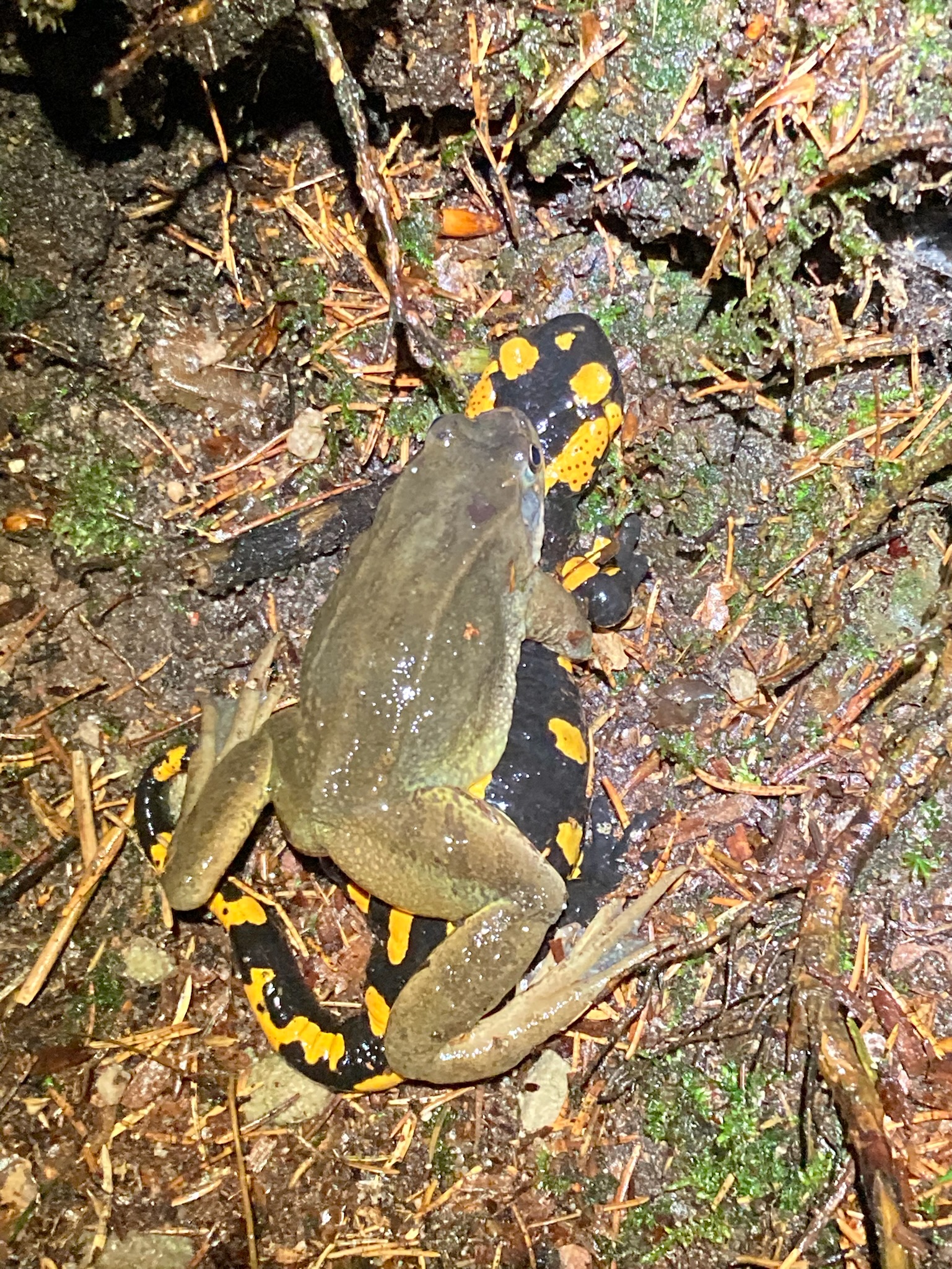 Amphibien auf der NABUMernes Webseite!