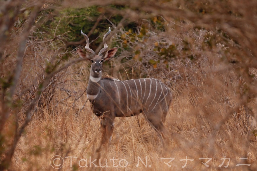 息をのむほど美しいアンテロープだ。　 (Tsavo West NP)