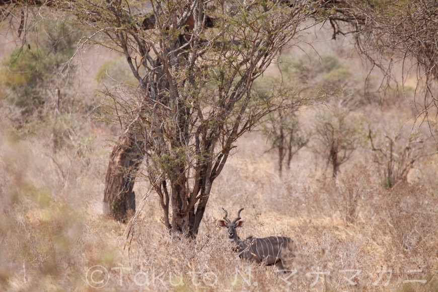 一枚の絵のように風景に溶け込んでいたレッサークドゥ。　(Tsavo West NP)