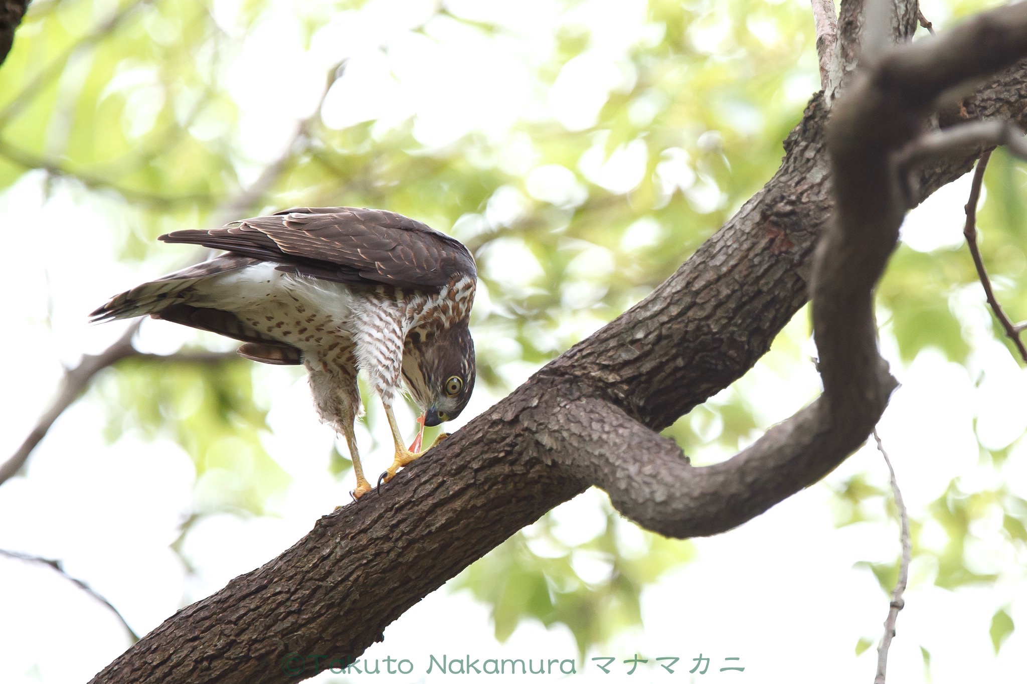 啄んでいるのはクスノキの赤い葉。※クリックするとBlog記事が表示されます。　2020年7月足立区