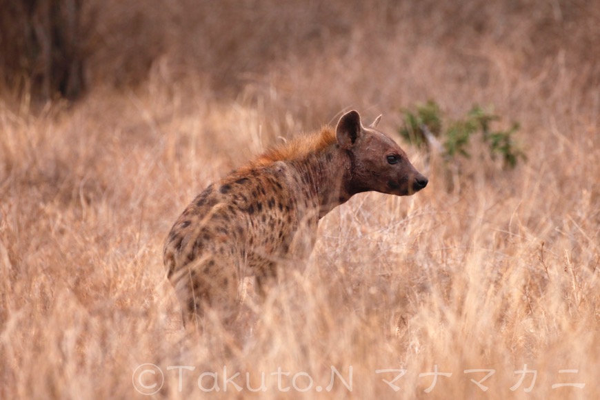 何度か立ち止まりこちらを振り返った。　(Tsavo East NP)