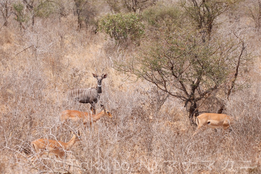 雄は単独でいることが多いようだ。目の前にいるのはインパラの群れ。　(Tsavo West NP)