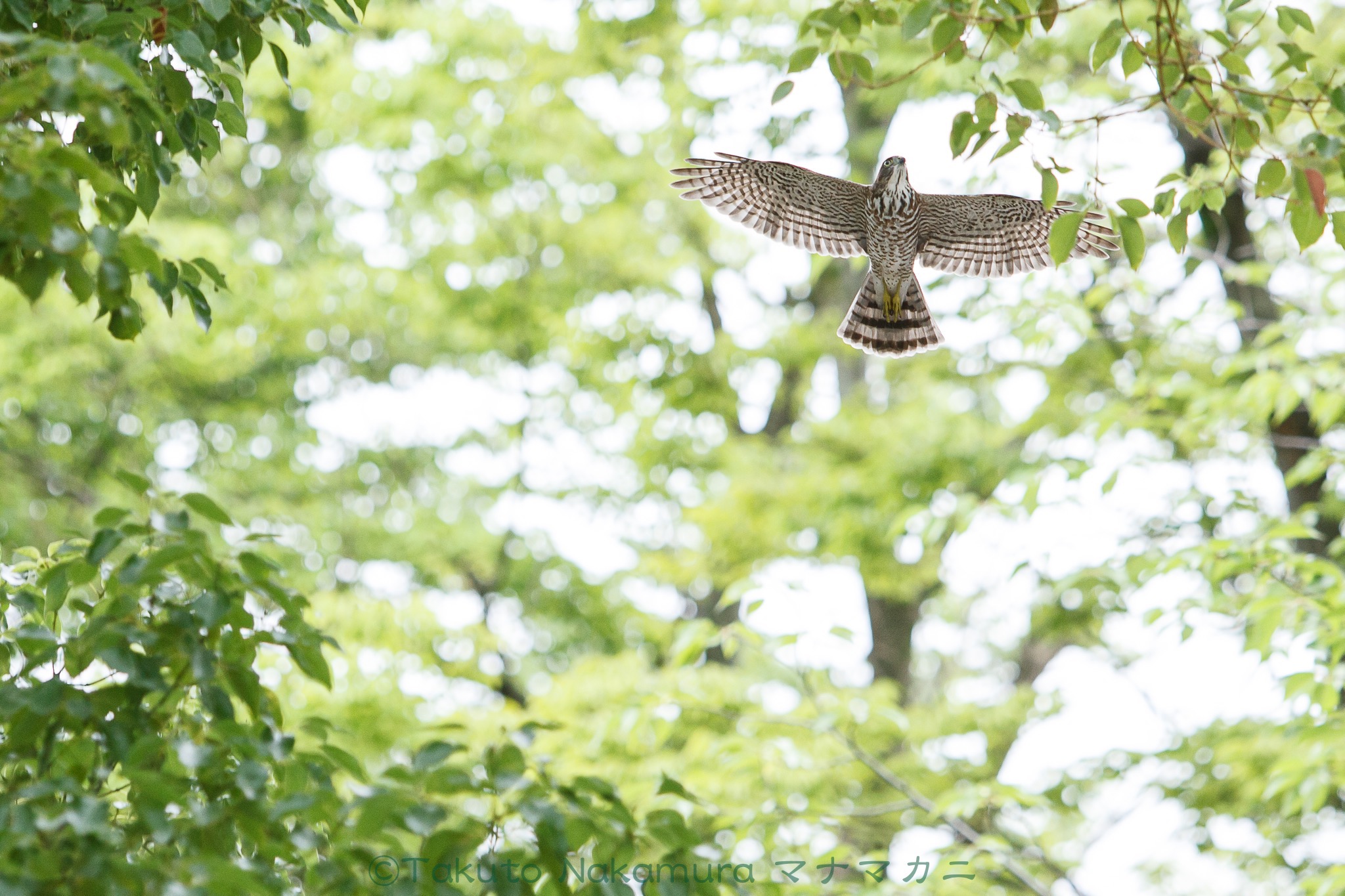 翔け、若鳥たち！　2020年7月足立区